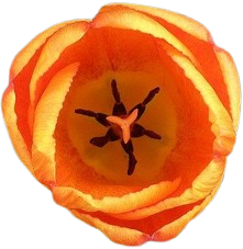 TULP | Visual Systems Design - See things differently